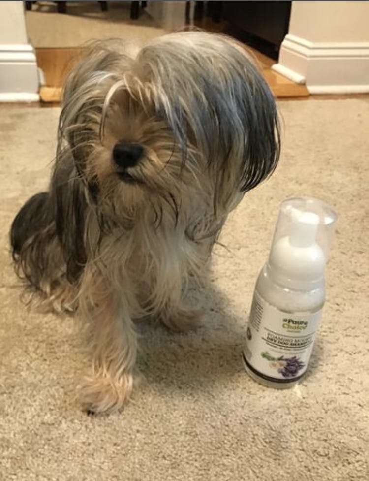 Dry Shampoo For Dogs No Rinse Waterless Foam Bath Paw Choice®